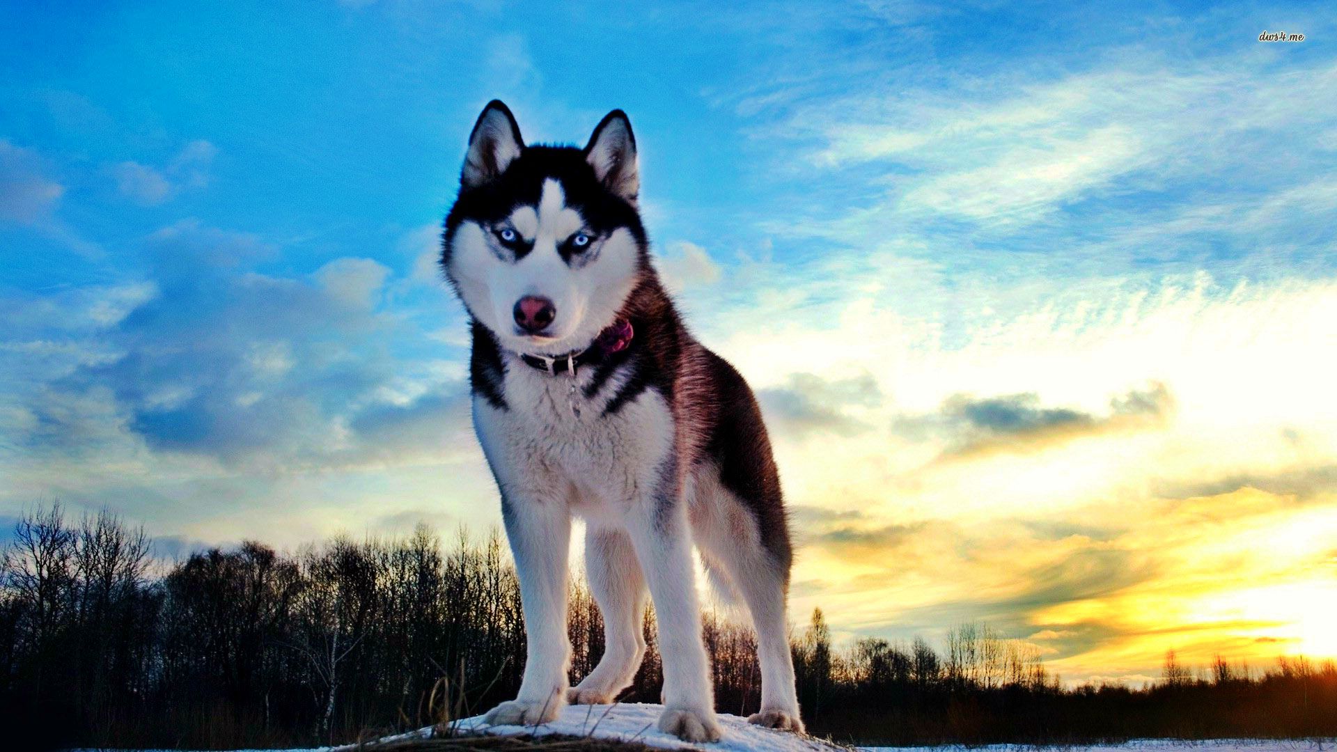 Çfarë Duhet Të Dini Mbi Husky-t