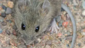 hantavirus — AL news